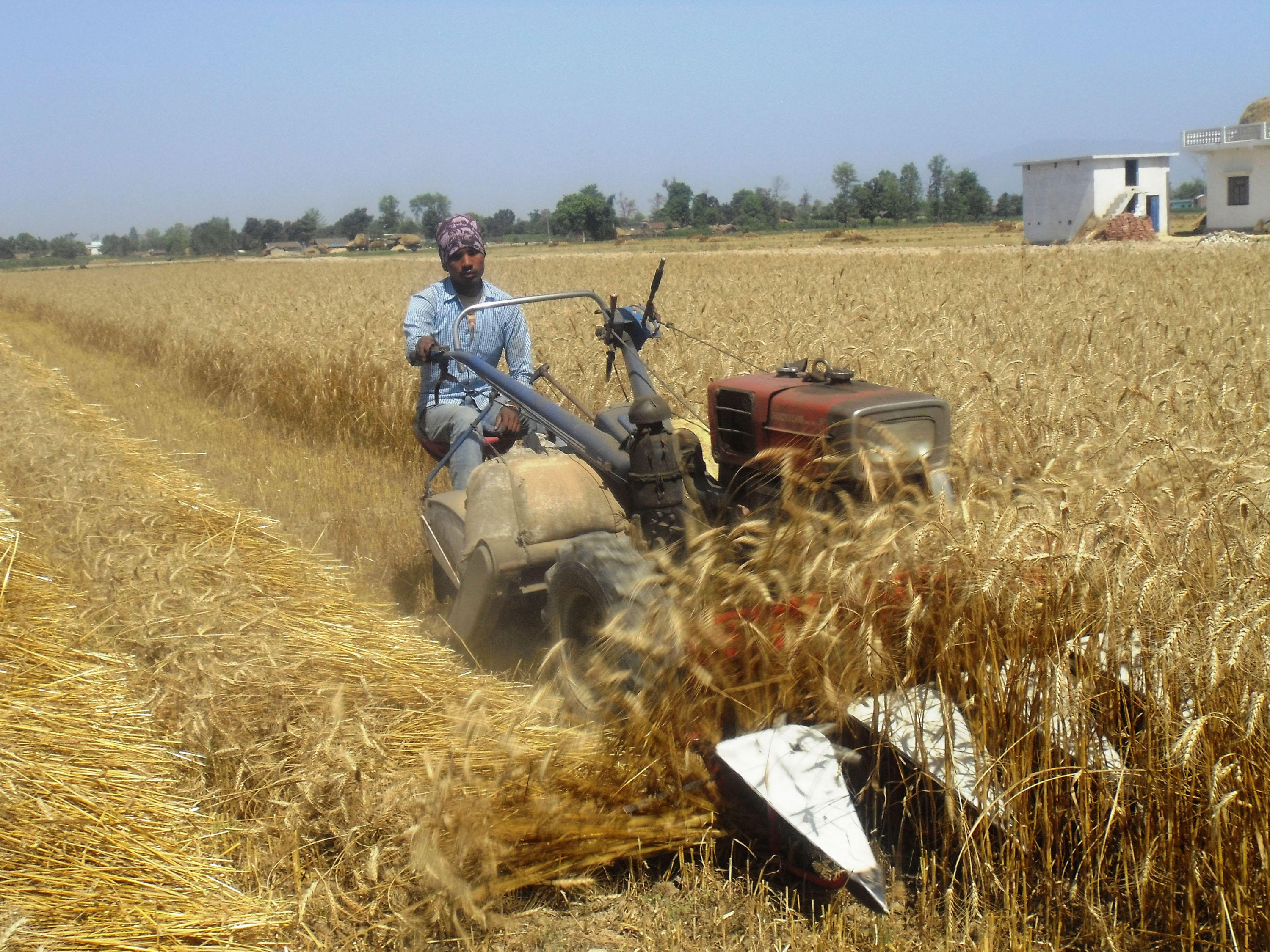 कञ्चनपुरका किसान खेतमा गहुँ काट्न आधुनिक यन्त्रको प्रयोग गर्दै । तस्वीर : रासस