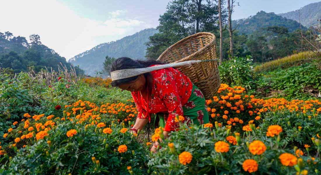 काठमाडौंको इचङ्‌गुमा रहेको फूलबारीमा फूल टिप्दै किसान । तस्बिर : सुनिल प्रधान