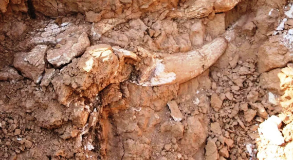 टर्कीमा नौ लाख वर्ष पुरानो जनावरको जीवाश्म फेला