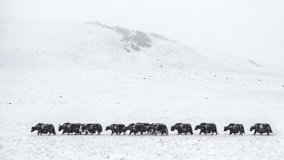 मंगोलियामा ४९ वर्षपछि भारी हिमपात : चिसोले ६ लाख ६७ हजार पशु मरे