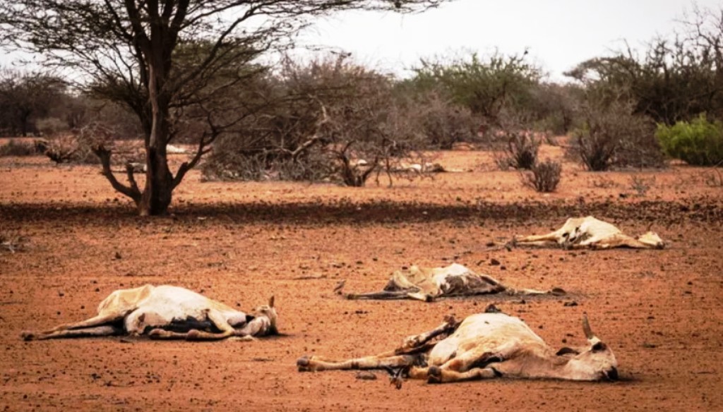 खडेरीका कारण केन्यामा २६ लाखभन्दा बढी पशुचौपायाको मृत्यु